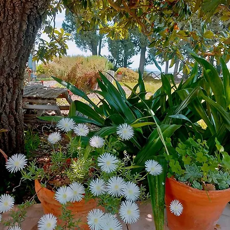 Codavolpe Giardino Di Tea