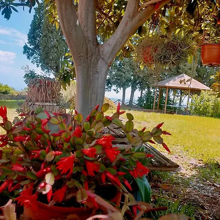 Codavolpe Giardino Di Tea * Giarre