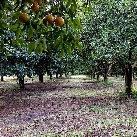 Codavolpe Giardino Di Tea Appartamento