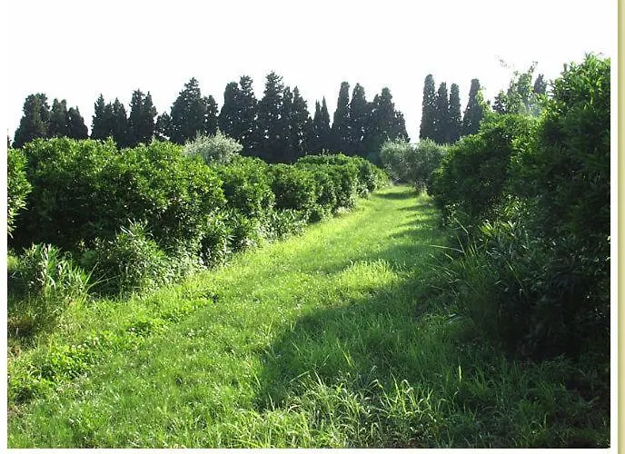 Codavolpe Giardino Di Tea