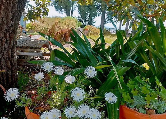 Codavolpe Giardino Di Tea