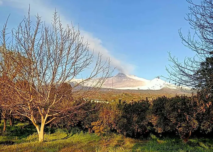 Codavolpe Giardino Di Tea * 加里