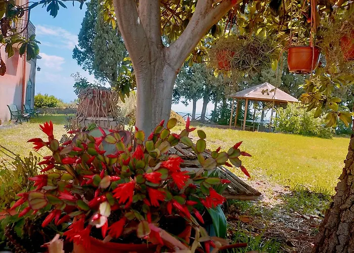 Codavolpe Giardino Di Tea * 加里