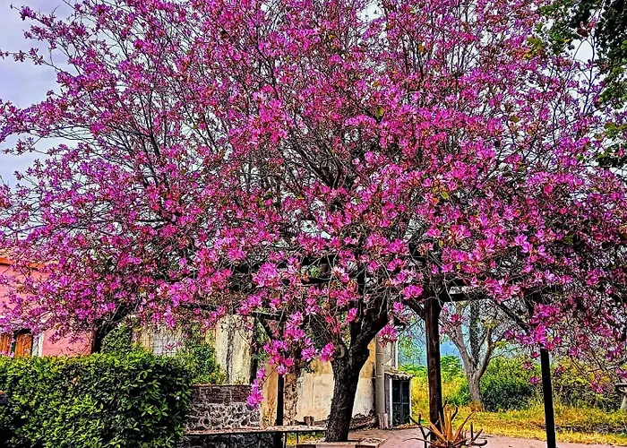 Апартаменты Codavolpe Giardino Di Tea Джарре
