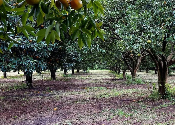 Codavolpe Giardino Di Tea Апартаменты