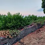 Codavolpe Giardino Di Tea