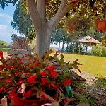 Codavolpe Giardino Di Tea * Giarre