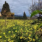 Codavolpe Giardino Di Tea