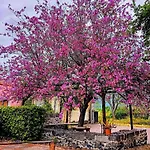 Appartamento Codavolpe Giardino Di Tea Giarre