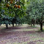 Codavolpe Giardino Di Tea Appartamento