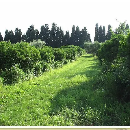 Codavolpe Giardino Di Tea