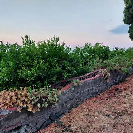 Codavolpe Giardino Di Tea