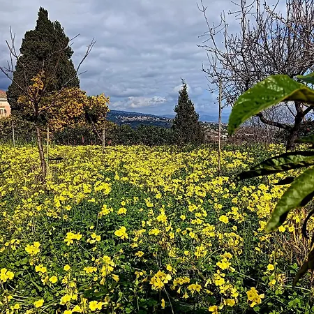 Codavolpe Giardino Di Tea