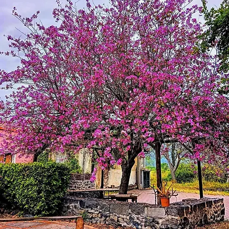 Apartman Codavolpe Giardino Di Tea Giarre